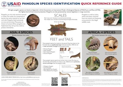 USAID Pangolin Species ID Guide Proves Crucial in Pangolin Protection
