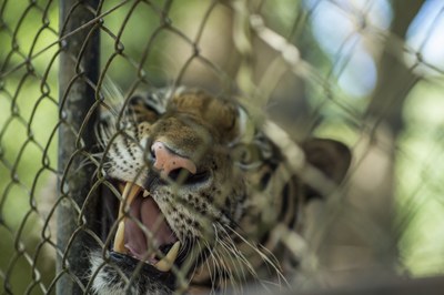 SPECIAL REPORT:Wildlife trafficking: a global scourge