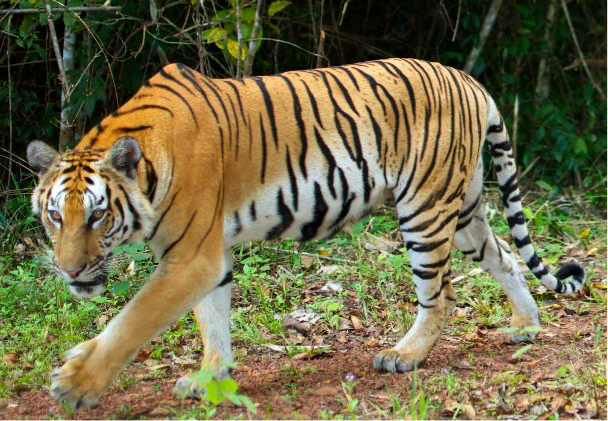 USAID Facilitates Groundbreaking Changes to Thailand's National Wildlife  Law — USAID Wildlife Asia