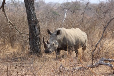 Chi III Campaign Cited in IUCN's Latest Rhino Report