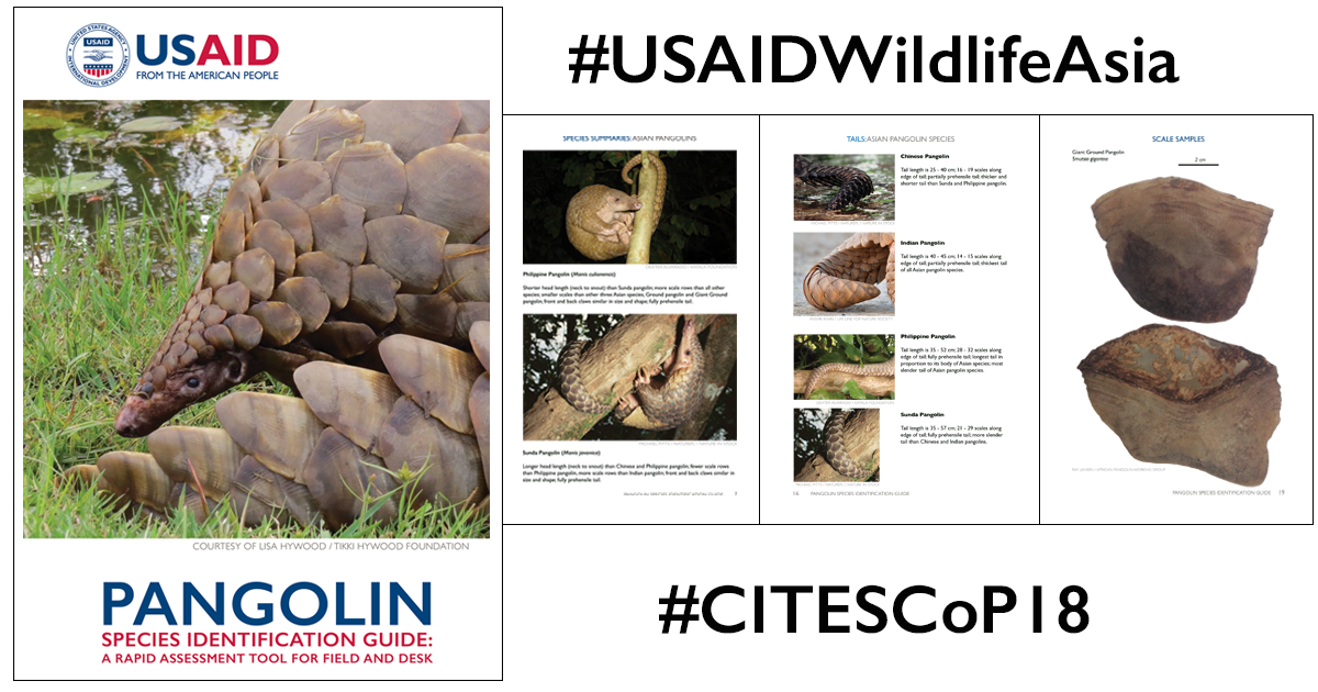 USAID's Pangolin Species Identification Guide Is Now Widely Used by Law  Enforcers — USAID Wildlife Asia