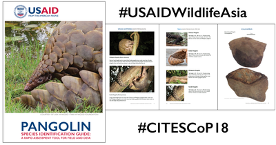 USAID’s Pangolin Species Identification Guide Is Now Widely Used by Law Enforcers