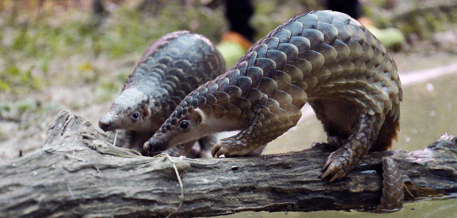 rescued pangolins in quarantine center-usaid-flickr